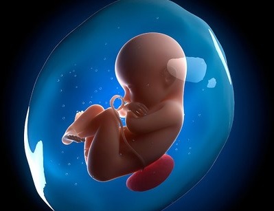 Tìm hiểu về thai nhi: Bé đi tiểu như thế nào khi ở trong bụng mẹ?