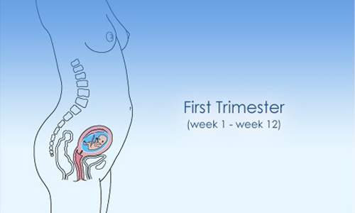Kiến thức mang thai: Tuần thai đầu tiên và tuần thai thứ 2