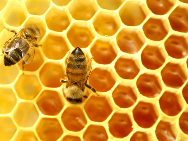 mật ong không tốt cho trẻ