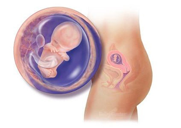 sự phát triển của thai nhi tuần 10