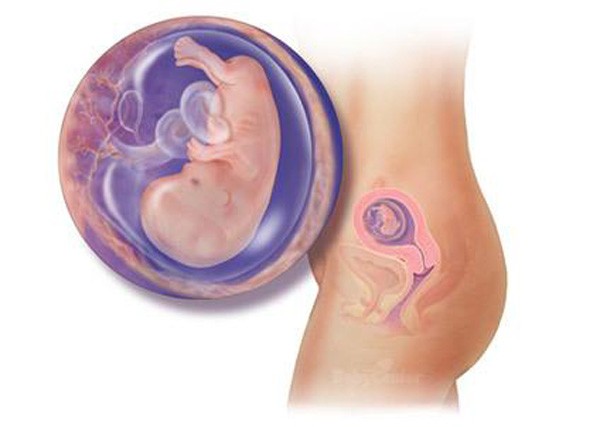 sự phát triển của thai nhi tuần 11