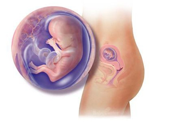 sự phát triển của thai nhi tuần 12
