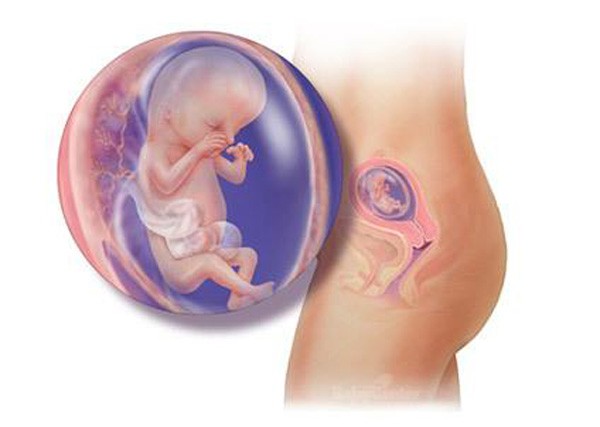 sự phát triển của thai nhi tuần 13