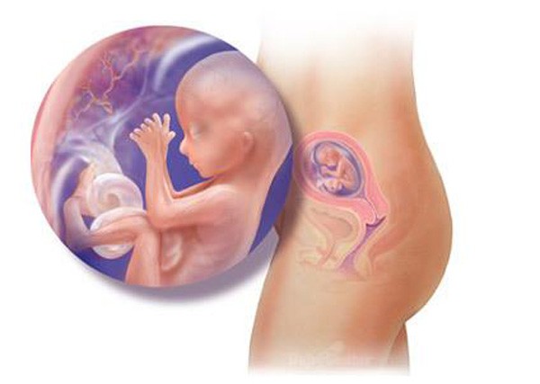 sự phát triển của thai nhi tuần 15