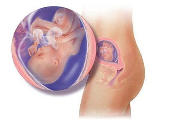sự phát triển của thai nhi tuần 17