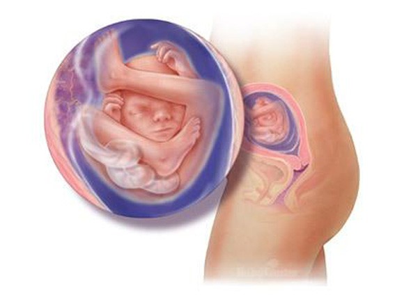 sự phát triển của thai nhi tuần 18