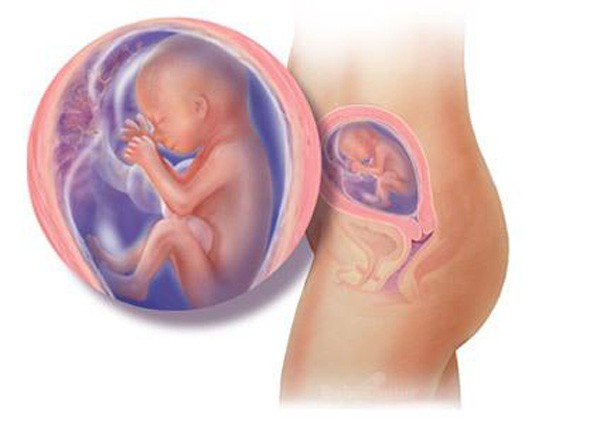 sự phát triển của thai nhi tuần 19