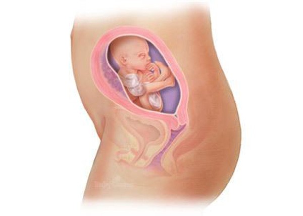 sự phát triển của thai nhi tuần 20