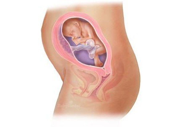 sự phát triển của thai nhi tuần 23