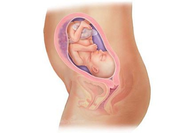 sự phát triển của thai nhi tuần 24