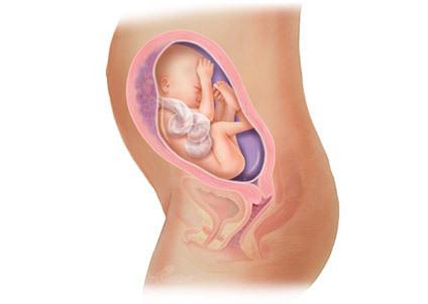 sự phát triển của thai nhi tuần 25