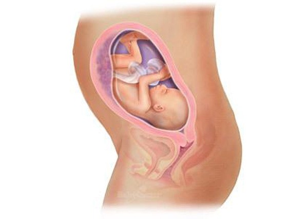 sự phát triển của thai nhi tuần 26