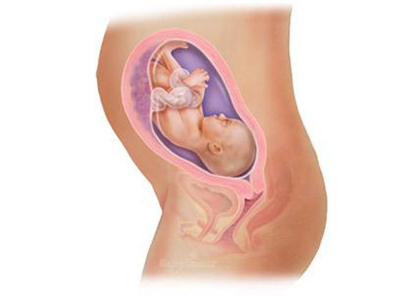 sự phát triển của thai nhi tuần 27