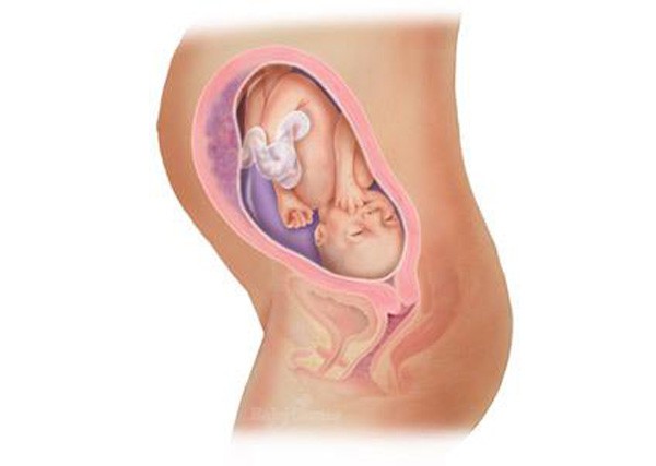 sự phát triển của thai nhi tuần 28