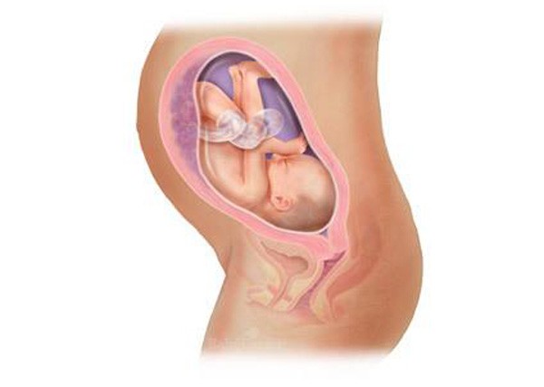 sự phát triển của thai nhi tuần 29