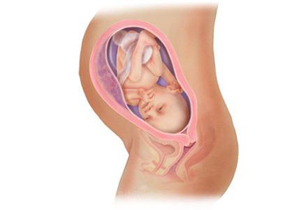 sự phát triển của thai nhi tuần 30
