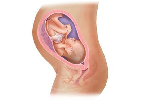 sự phát triển của thai nhi tuần 31