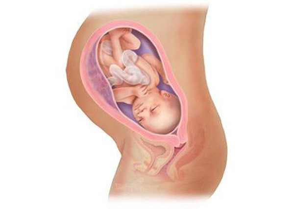 sự phát triển của thai nhi tuần 33
