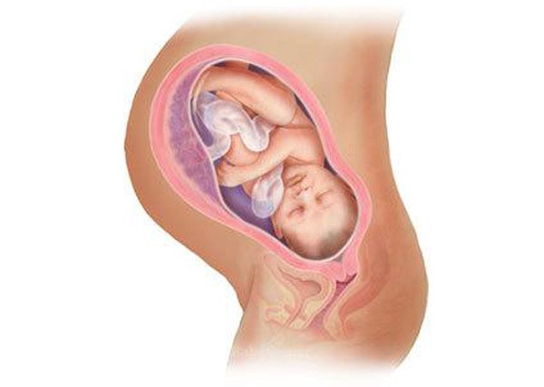 sự phát triển của thai nhi tuần 38