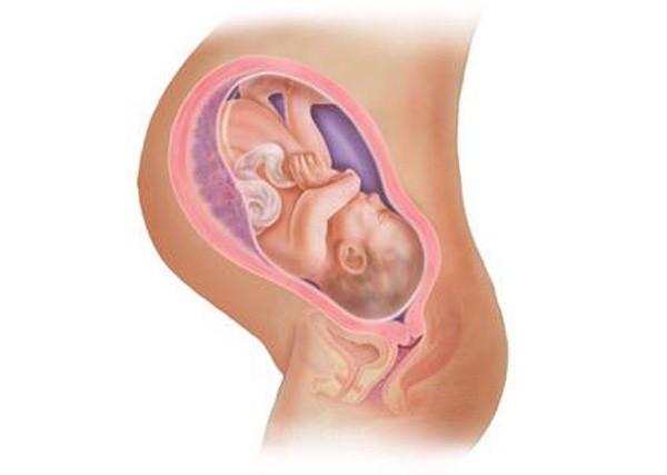 sự phát triển của thai nhi tuần 39
