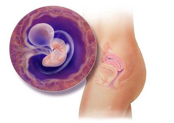 sự phát triển của thai nhi tuần 5