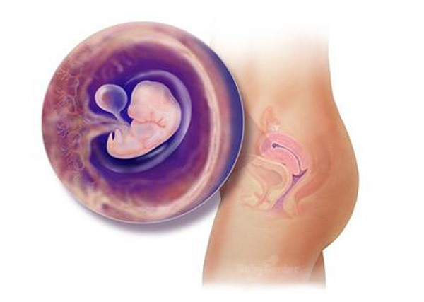 sự phát triển của thai nhi tuần 6