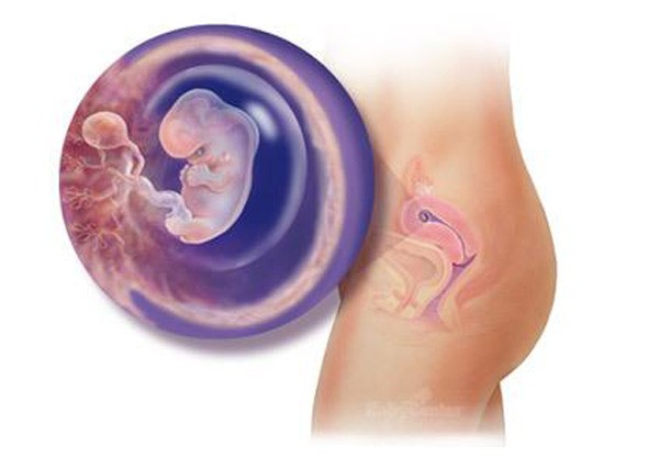 sự phát triển của thai nhi tuần 7