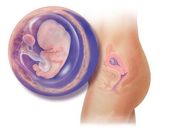 sự phát triển của thai nhi tuần 8