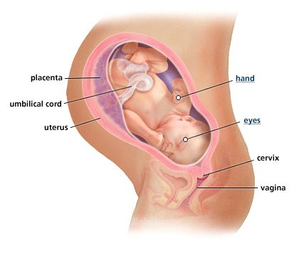 Sự phát triển của thai nhi ở tuần thứ 38 và sự thay đổi ở mẹ bầu