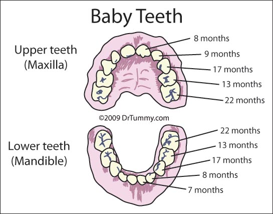 dấu hiệu khi bé mọc răng sữa
