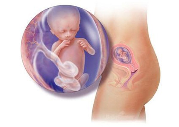sự phát triển của thai nhi tuần 14