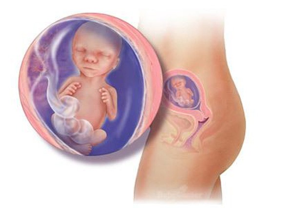 sự phát triển của thai nhi tuần 16