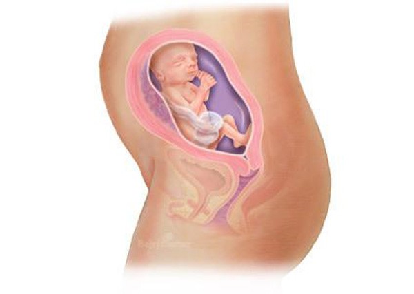 sự phát triển của thai nhi tuần 22