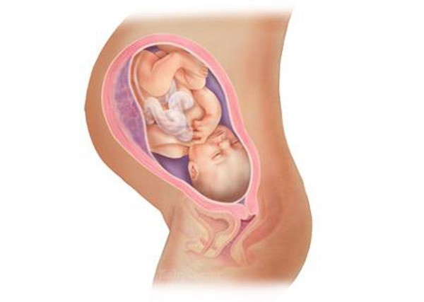 sự phát triển của thai nhi tuần 36